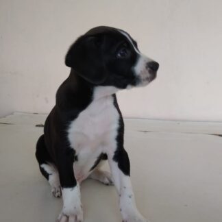 Cachorro