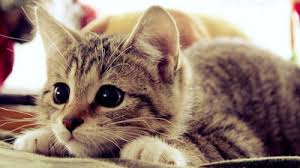 Gatos